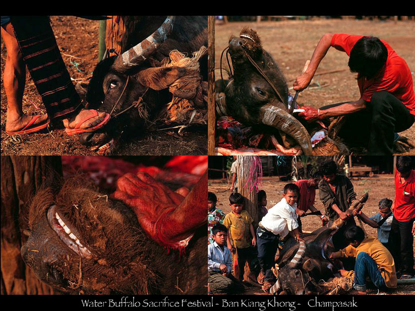 捧げられた水牛を解体する　その肉その内臓は村人に配分される　キアン・コーン村　チャンパサック