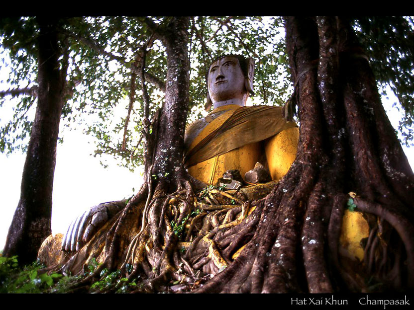熱帯樹の根と一体化した降魔の仏　ハッ・サイ・クン村　チャンパサック